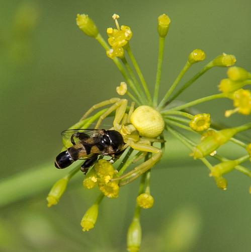 Réf. 200 206 : Syritta pipiens